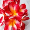 Red Frangipani Flowers Diamond Painting