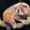 Slow Loris Primate Diamond Painting