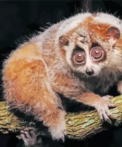 Slow Loris Primate Diamond Painting