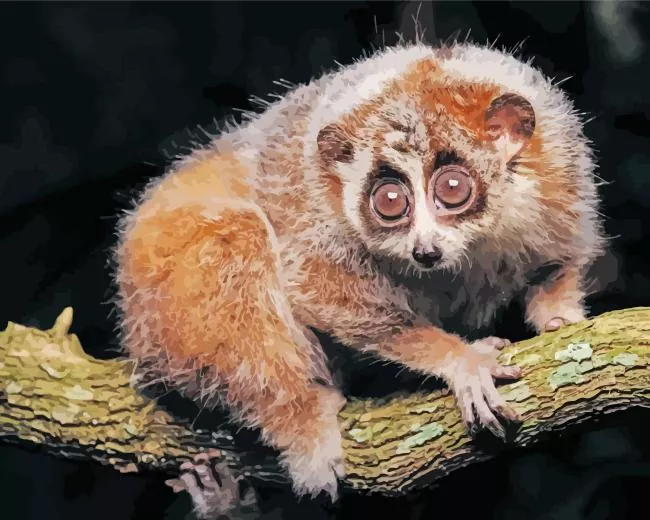 slow loris primate Diamond By Numbers Slow Loris Primate Diamond Painting
