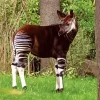 The Okapi Animal Diamond Painting
