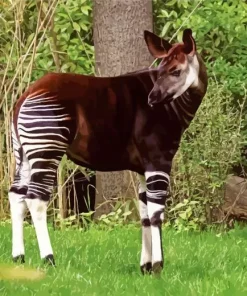 The Okapi Animal Diamond Painting